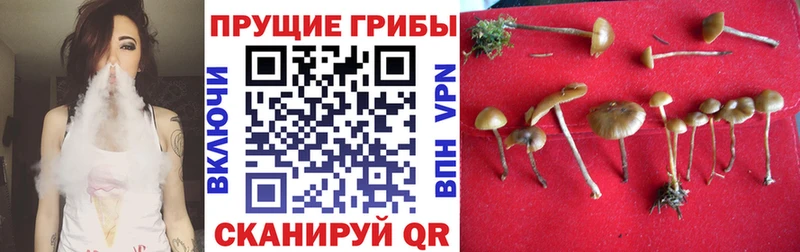 Галлюциногенные грибы Psilocybe Ак-Довурак